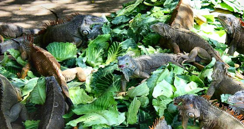 Roatan Iguana Farm Tour