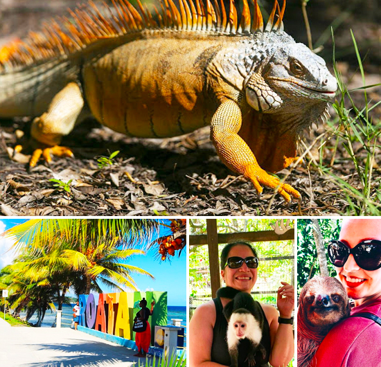 Roatan iguana, monkeys & sloth encounter